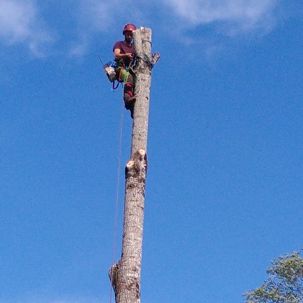 abattage d'un arbre par démontage